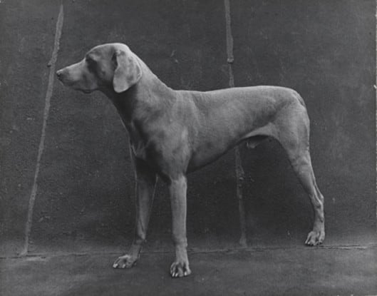 Three Legged Dog, 1976