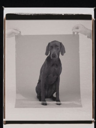 The Developed Print, 2004