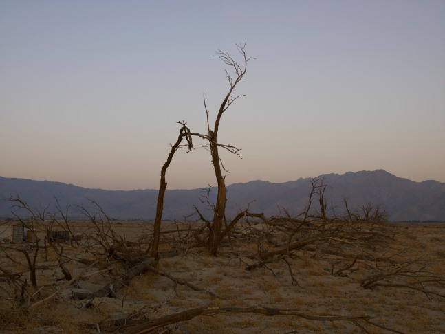 A photograph by Richard Misrach titled, 'Dead Trees, Anza Borrego Desert, California,' 2008
