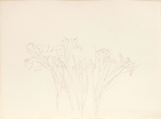 Untitled (irises), 1978