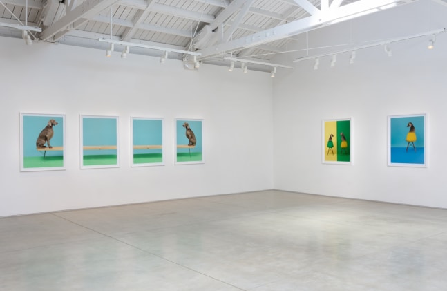 William Wegman New and Used Furniture 1972-2015, installation view