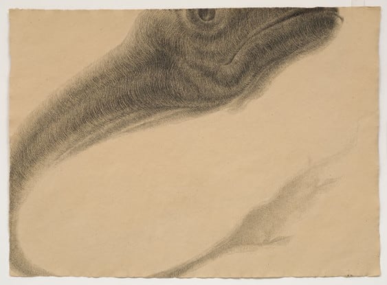 Looking at the Monster, 2008