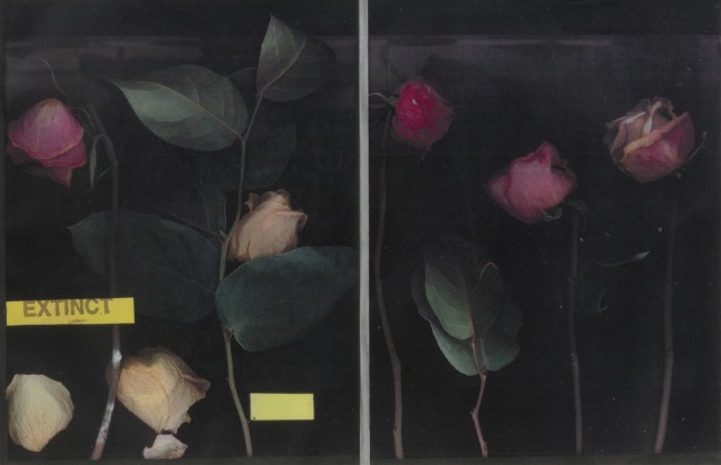 Extinct: Three Roses, 2019