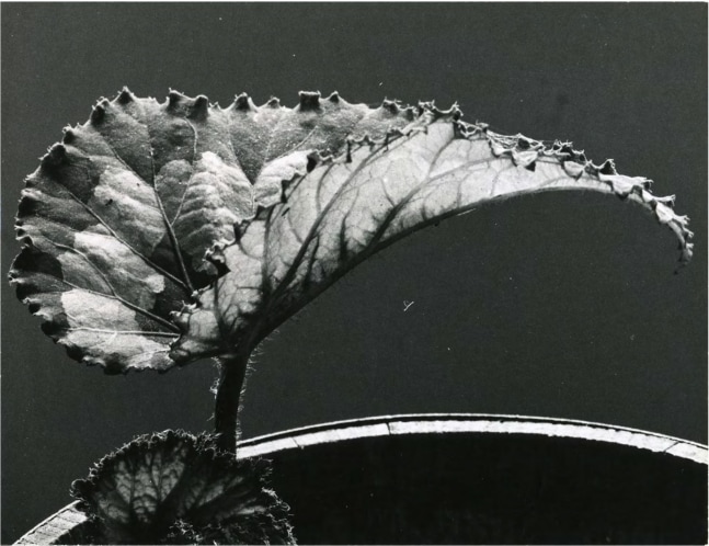 Untitled, 1971