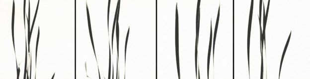 Cattails Against Sky, 1948