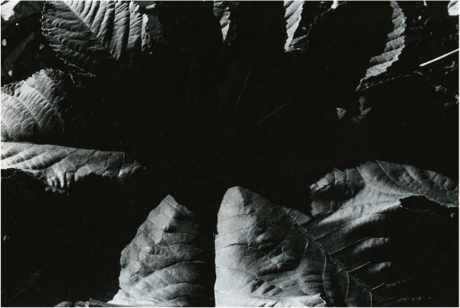 Untitled, c. 1974-75