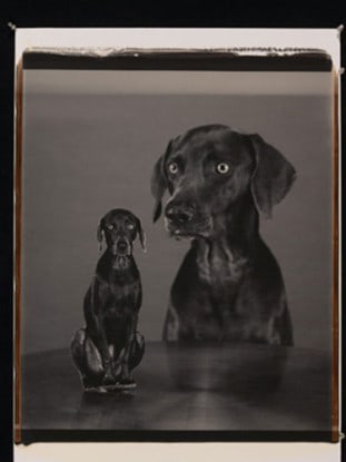 Splitting Image, 2005