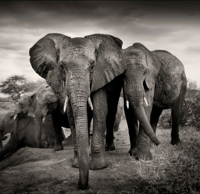 Wildlife