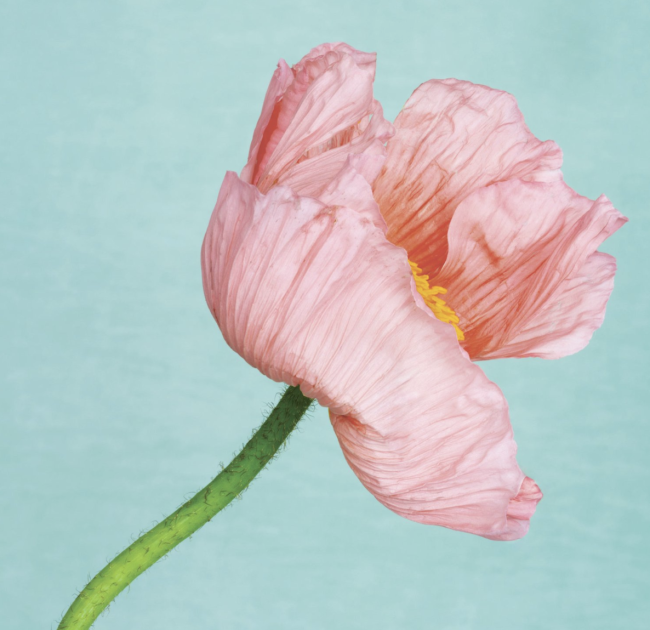 Lisa Pearlman, Peach Poppy