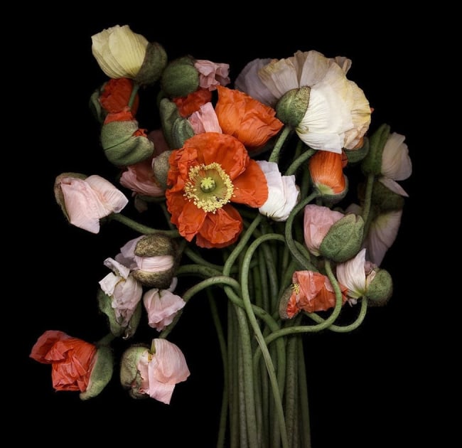 Joyce Tenneson Poppy Bouquet, 2000