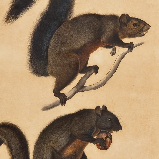 JOHN JAMES AUDUBON (1785–1851), "Long Haired Squirrel," 1841. Watercolor, pencil, ink, and gouache on Whatman paper, 23 1/2 x 18 1/2 in. (detail).