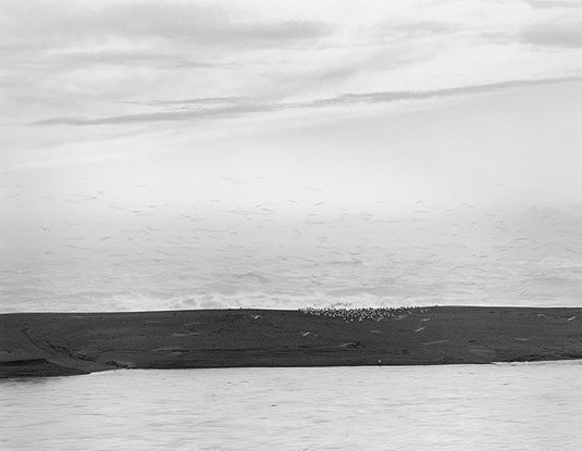 Birds, Gualala Point, 2003