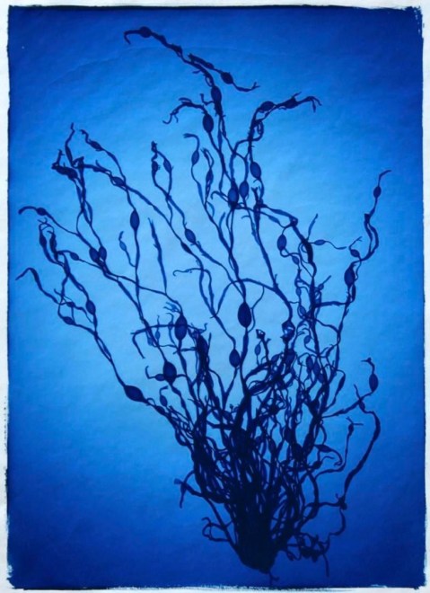 Nick Veasey Ascophyllum Nodosum II