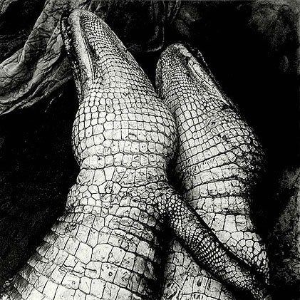 Gator Love gelatin silver print