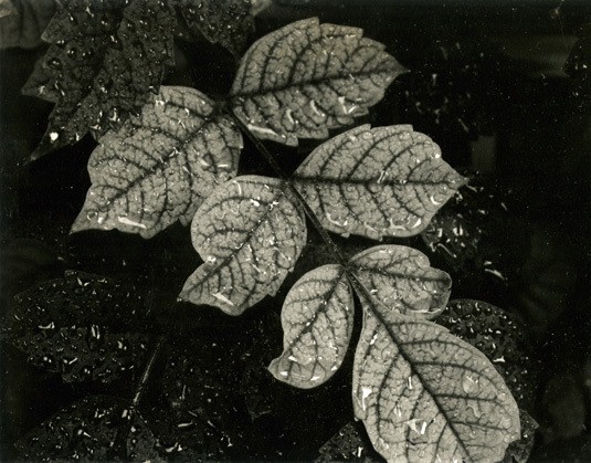 unique Polaroid Type 55 print, circa. 1960