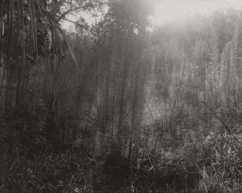 Myakka, Florida, 1996