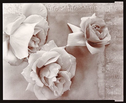 Roses, 1980, Toned 