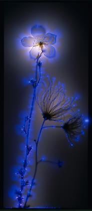 Apache Plume, 2005, chromogenic print