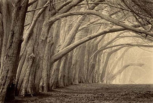 Evening Shadow, Sepia toned gelatin silver print, 5 x 7 inches