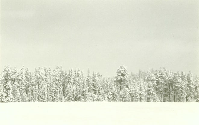 Forest, White Mountains No. 2, November, 2000