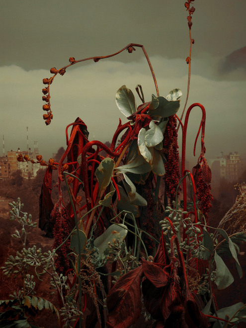 Amaranthus Cruentus, 2023