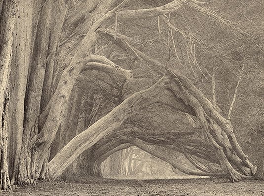 Hedgegate sepia toned gelatin silver print