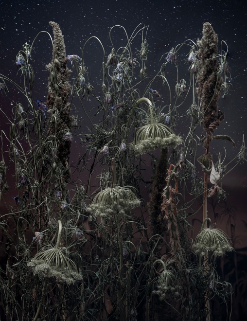 Daucus Carota II, 2002