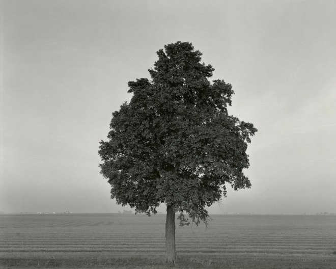 untitled, Illinois Landscape