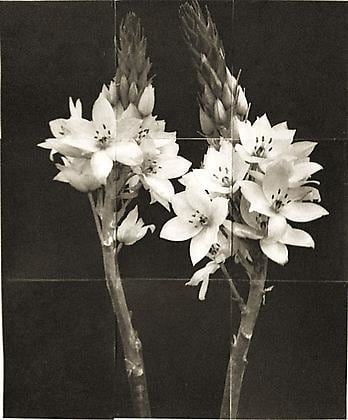 Star of Bethlehem, from the series &quot;Reconstructions,&quot;platinum palladium print on handmade Japanese gampi, sewn on Japanese washi