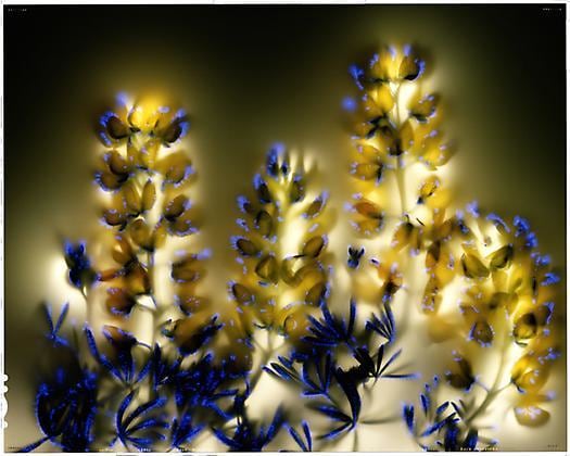 Lupinous Arboreus, 2001, chromogenic print