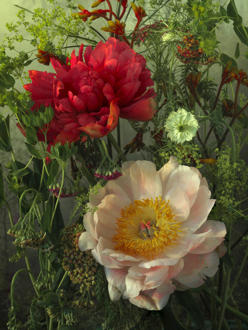 Peonies, 2022