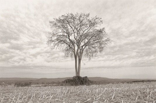 American Elm, Fall, 1996