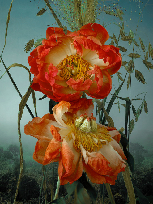 Paenoia Lactiflora, 2022