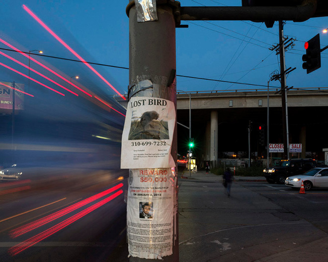 Lost Bird, Pico Boulevard, Los Angeles, chromogenic print