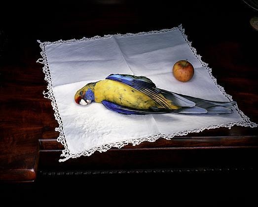 Tasmanian Rosella with apple, 2005