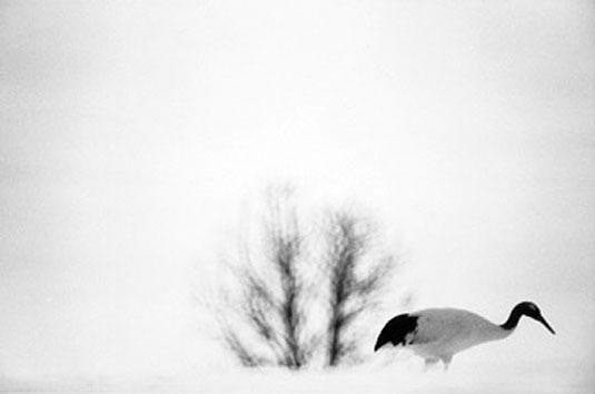 Red Crowned Crane #1, Hokkaido, Japan, 2002