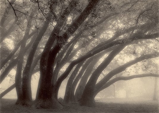 Juniper Grove sepia toned gelatin silver print