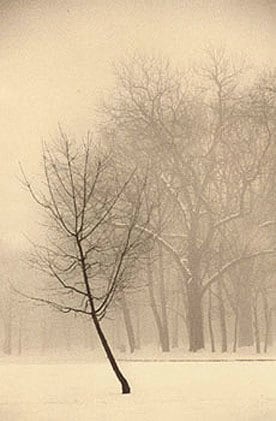 Winter, Sepia toned gelatin silver print, 7 x 5 inches