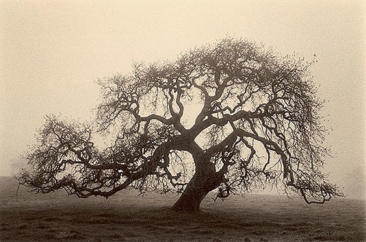 Marin Oak sepia toned gelatin silver print