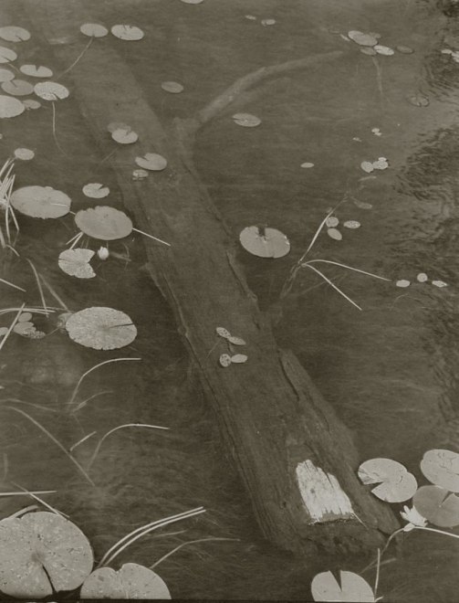 Wood and Water Lily, 1998