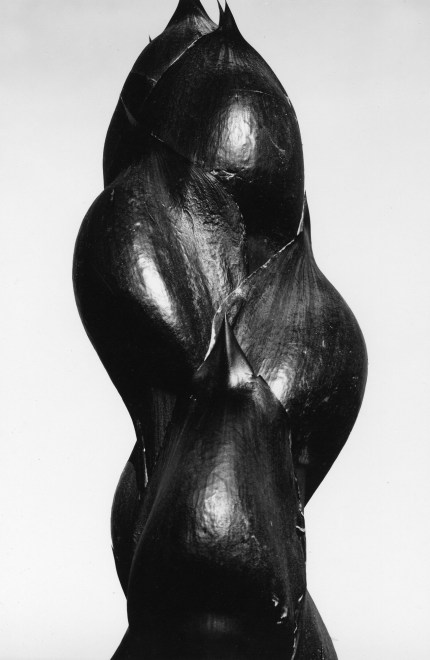 Amaryllis Bud, 1967