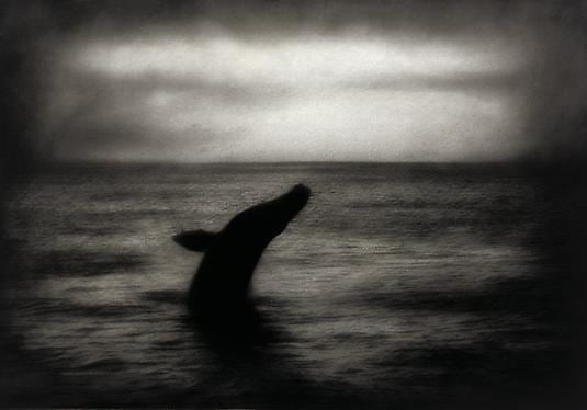 Rocky Schenk Leviathan, 2000, gelatin silver print