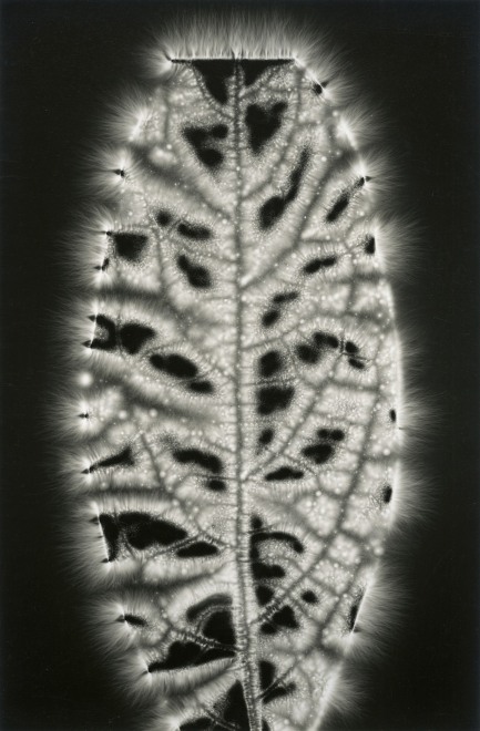 Walter Chappell, Avocado Leaf, from the Metaflora portfolio