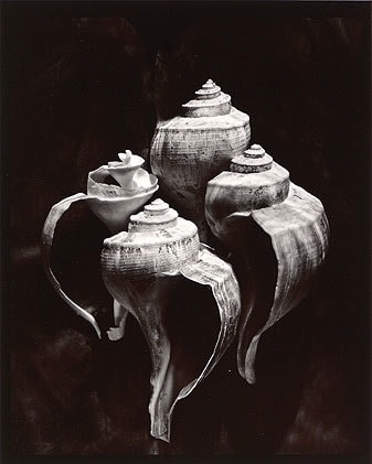 Whelks, 1980, From Lost Objects Portfolio, Toned gelatin silver print, 10 x 8 inches