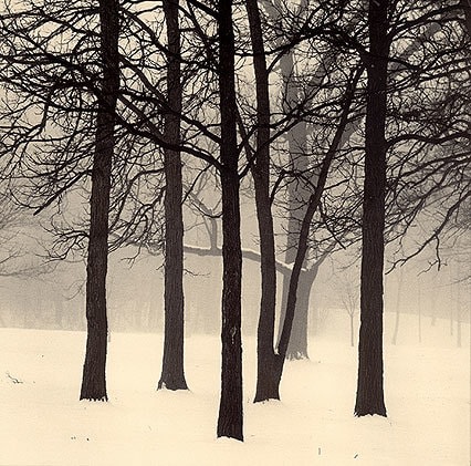 Palos Park, Sepia toned gelatin silver print, 7 x 7 inches