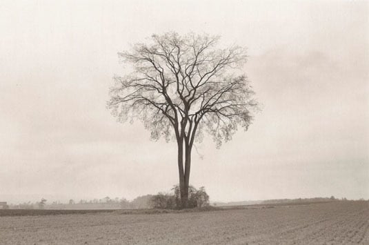 American Elm, Spring, 1997