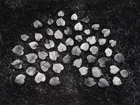 Leaves, 1969 vintage gelatin silver print