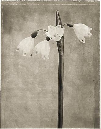 Snowdrops, from the series &quot;Reconstructions,&quot;platinum palladium print on handmade Japanese gampi