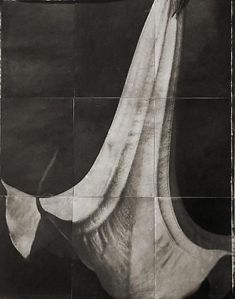 Datura, from the series &quot;Reconstructions,&quot;platinum palladium print on handmade Japanese gampi, sewn on Japanese washi