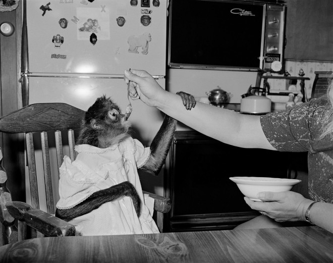 Monkey being Fed in High Chair, Raymond, New Hampshire, 1993